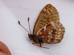 Boloria improba