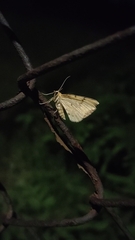Eupithecia pusillata