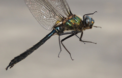 Somatochlora sahlbergi