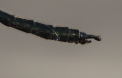 Somatochlora sahlbergi