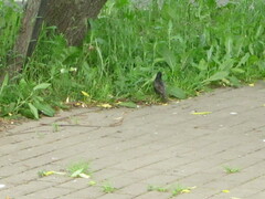 Sturnus vulgaris