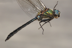 Somatochlora sahlbergi