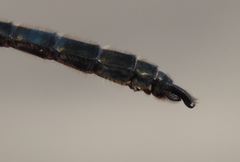 Somatochlora sahlbergi