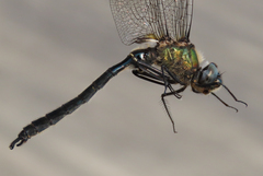 Somatochlora sahlbergi