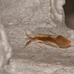 Triaenodes marginatus