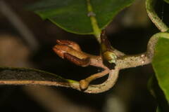 Planchonella sandwicensis