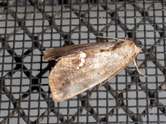 Hypsoropha hormos