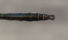 Somatochlora sahlbergi