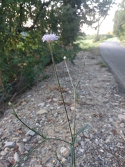 Cephalaria transsylvanica