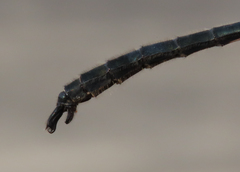 Somatochlora sahlbergi