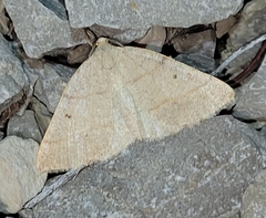 Drepanulatrix bifilata