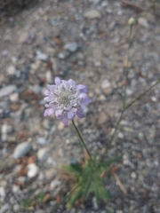 Cephalaria transsylvanica