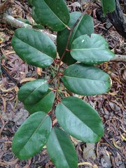 Xylosma hawaiensis