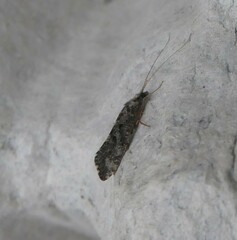 Hydropsyche contubernalis