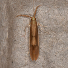 Triaenodes marginatus