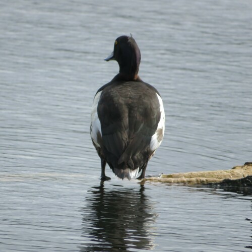 Porrón moñudo (Aythya fuligula)