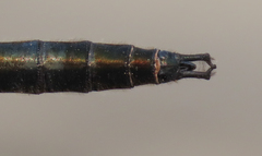 Somatochlora sahlbergi