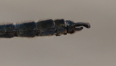 Somatochlora sahlbergi