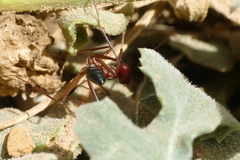 Cataglyphis nodus