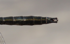 Somatochlora sahlbergi