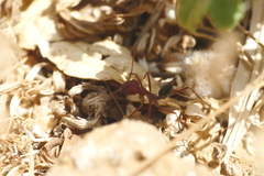 Cataglyphis nodus