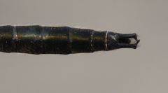 Somatochlora sahlbergi