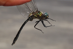 Somatochlora sahlbergi