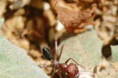 Cataglyphis nodus