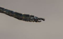 Somatochlora sahlbergi