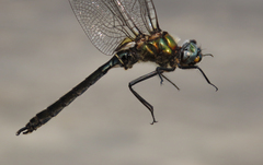 Somatochlora sahlbergi