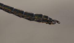 Somatochlora sahlbergi