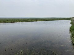 Somatochlora sahlbergi