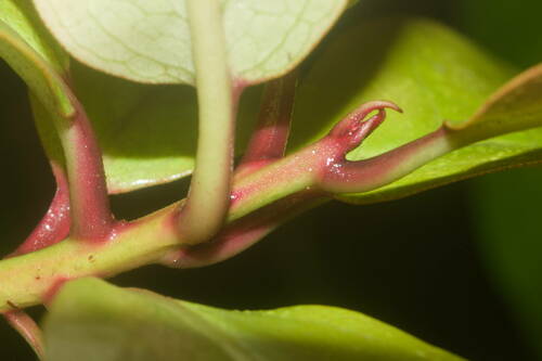 Myrsine lanaiensis