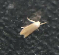 Blastobasis lacticolella