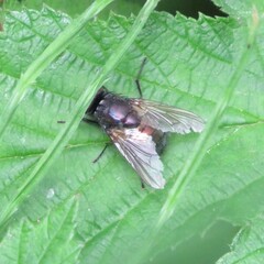 Eudasyphora cyanella