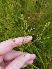 Juncus brachycephalus