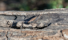 Tettigidea