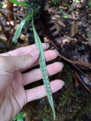 Lepisorus thunbergianus