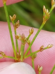 Juncus brachycephalus