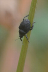 Zacladus geranii