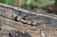 Tettigidea