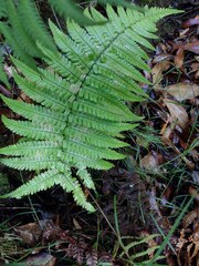Dryopteris fuscoatra