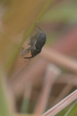Zacladus geranii
