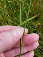 Juncus brachycephalus