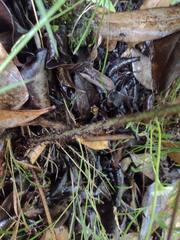 Dryopteris fuscoatra