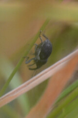 Zacladus geranii