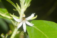 Scaevola procera