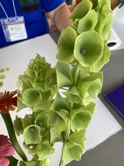 Moluccella