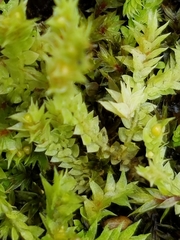 Selaginella eclipes