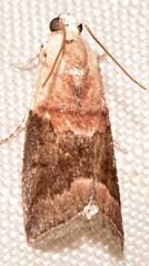 Acrobasis demotella